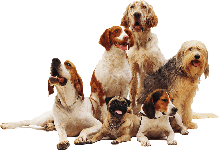 Group of dogs of different breeds