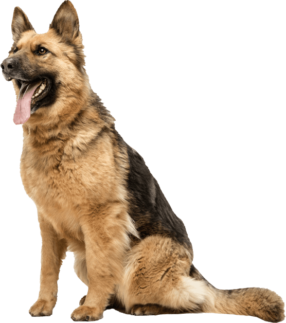 German Shepherd dog