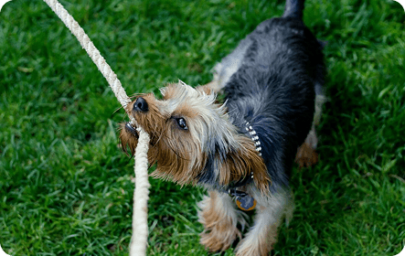Small dog on grass with a leash