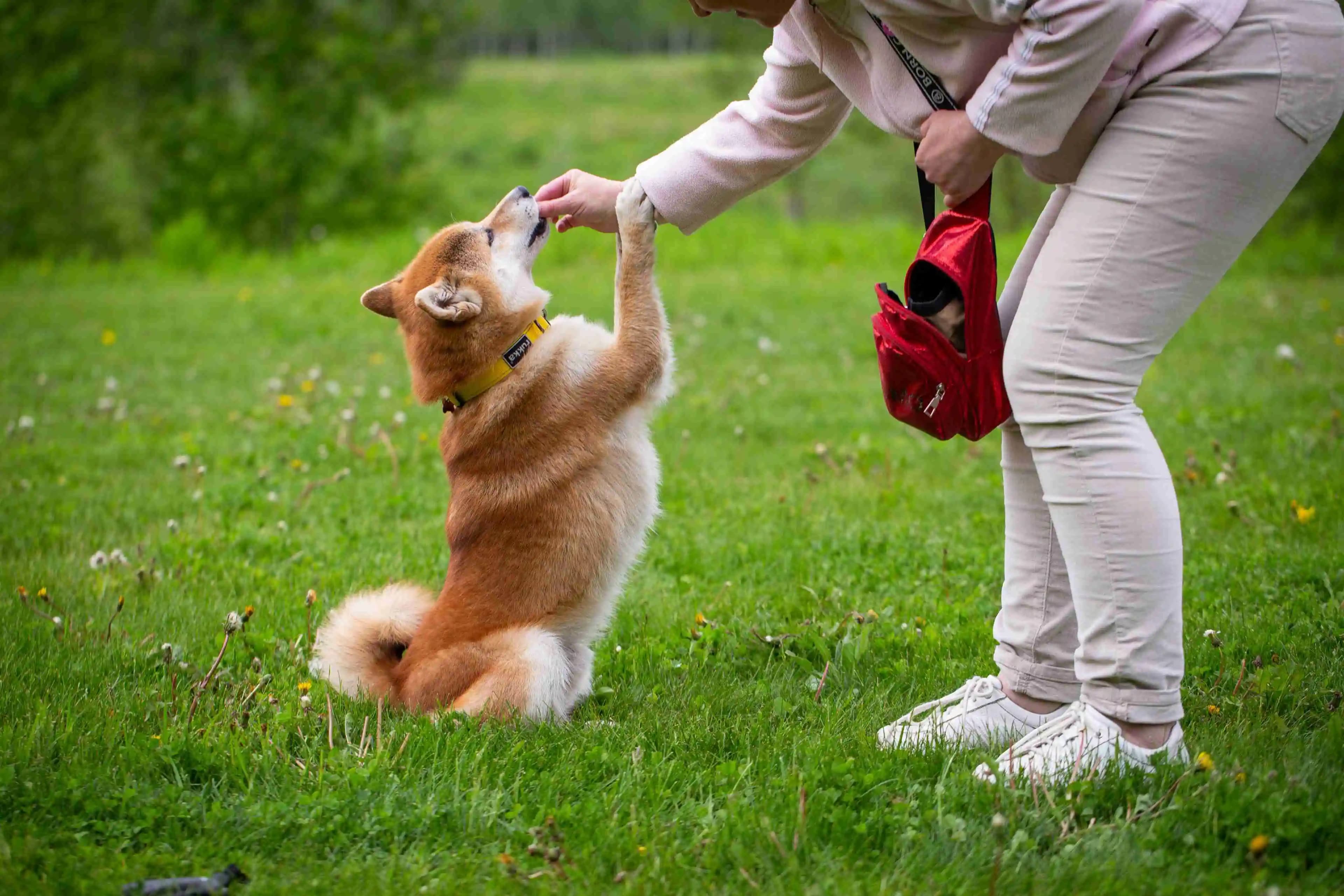 Person training a Shiba Inu dog outdoors