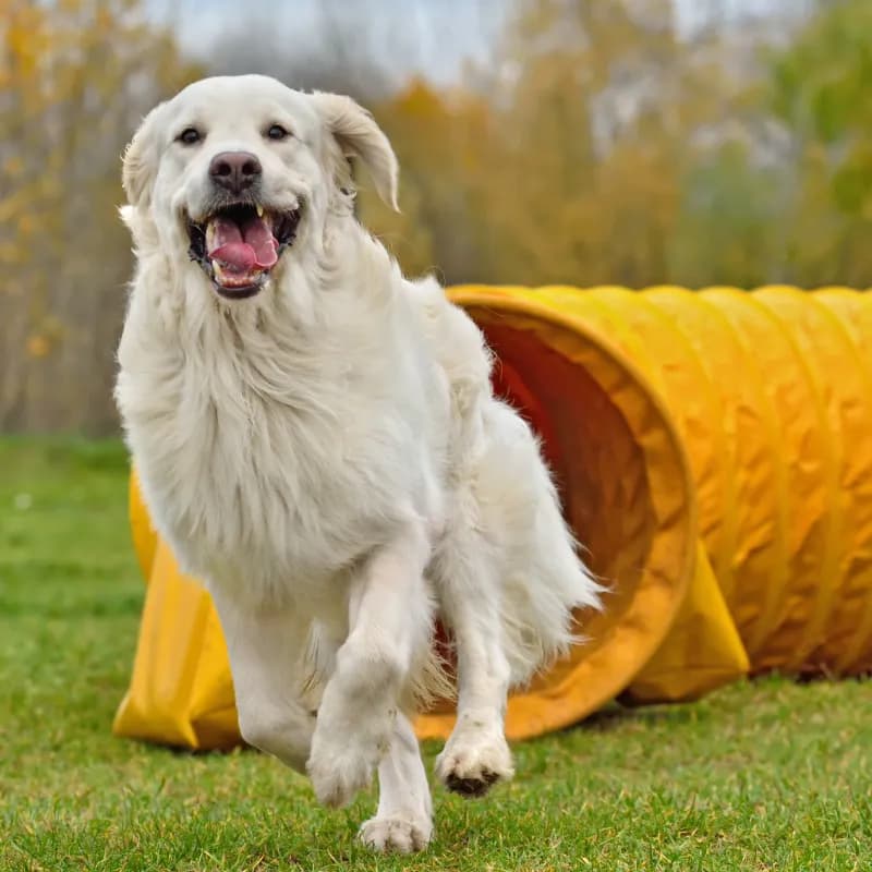 Golden retriever dog coming out of a yellow training tunnel