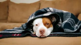 When Should You Use a Virtual Vet Visit?