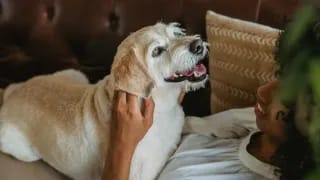 Not Every Vet Visit Needs to Be In-Person — Here’s Why Virtual Pet Care Matters