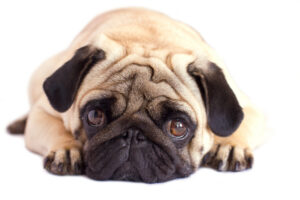 Pug dog isolated. Looking sad with the big eyes