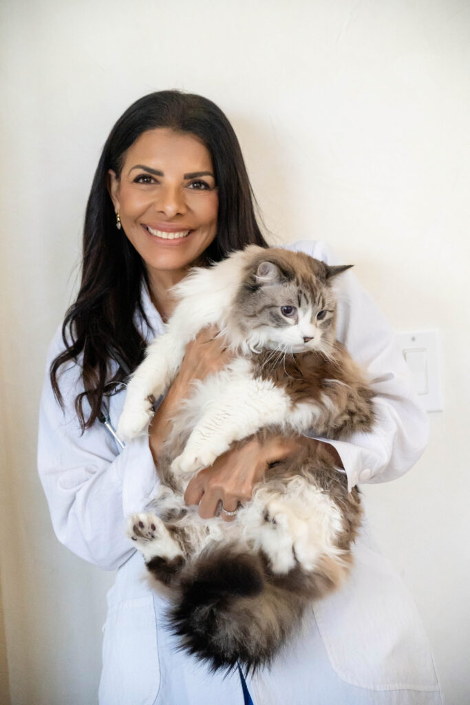 Veterinarian holding brown and white tabby kitten, studio portrait