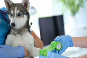 Veterinarian treating a dog's injured paw in a clinic